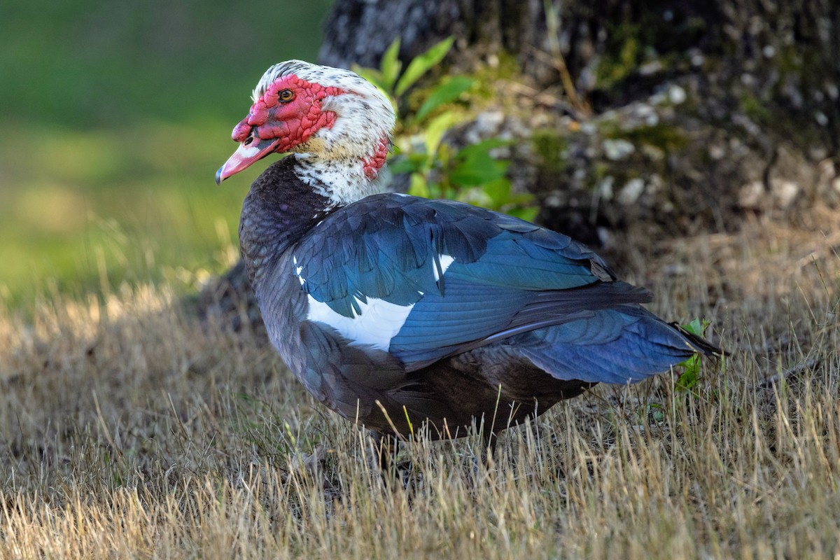 Canard musqué (forme domestique) - ML620286421