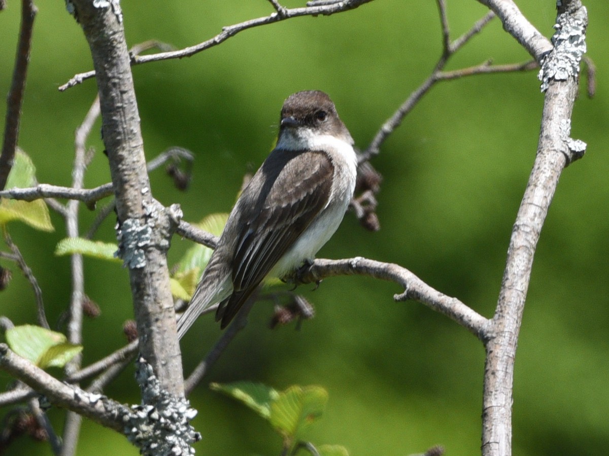 Alder Flycatcher - ML620286426