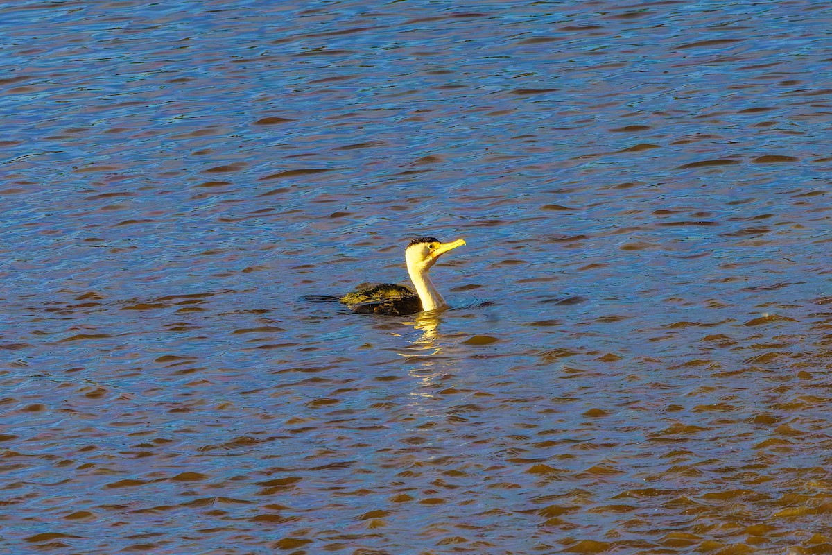 Pied Cormorant - ML620286428