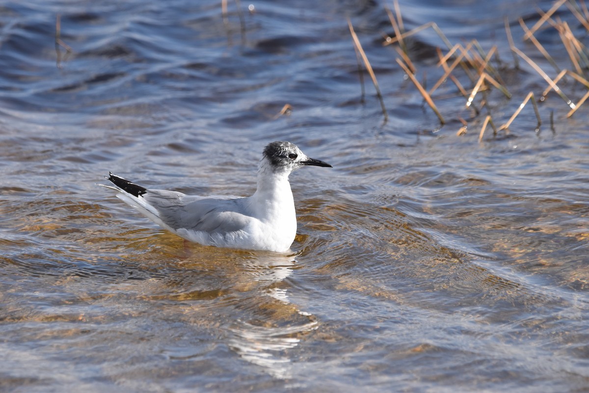 Gaviota de Bonaparte - ML620286429