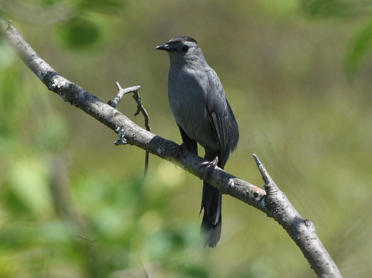 Gray Catbird - ML620286432