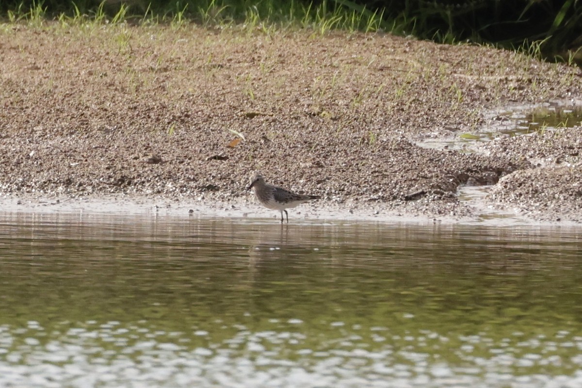 White-rumped Sandpiper - ML620286433