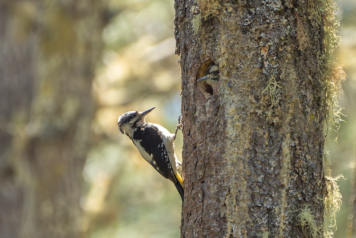 Hairy Woodpecker (Pacific) - ML620286434