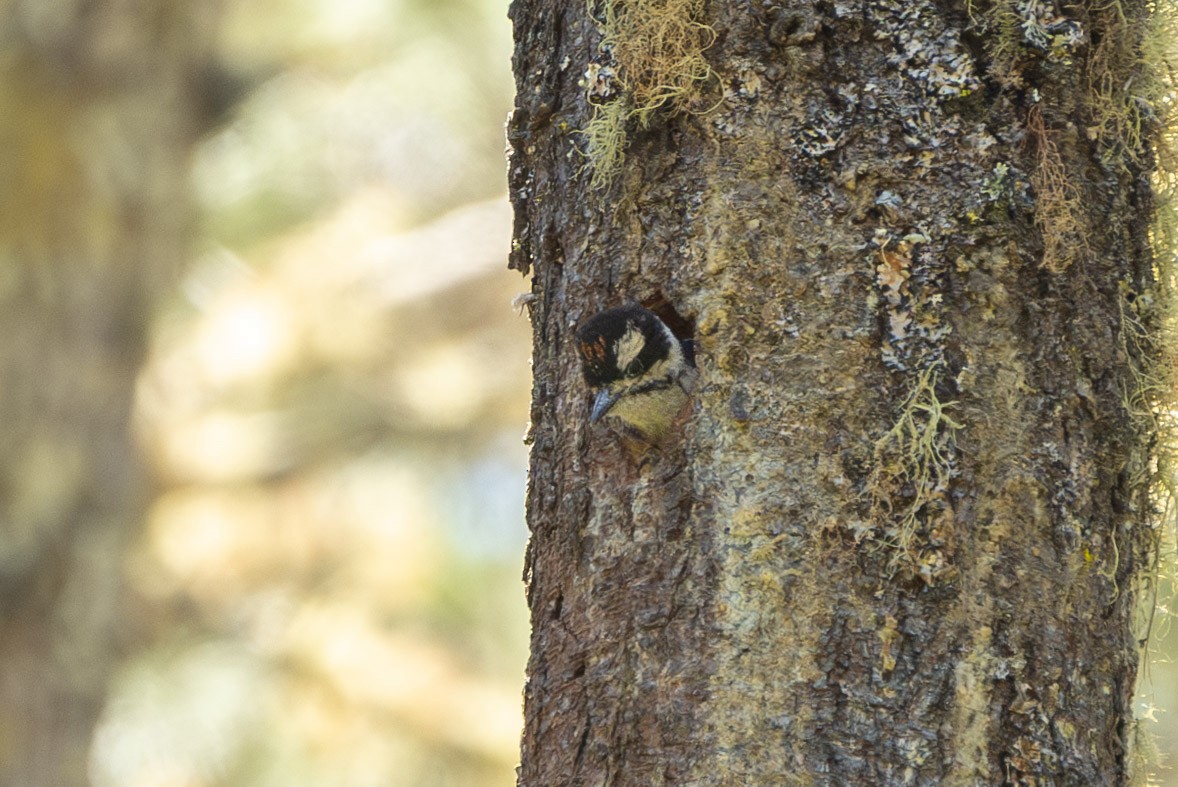 Hairy Woodpecker (Pacific) - ML620286443