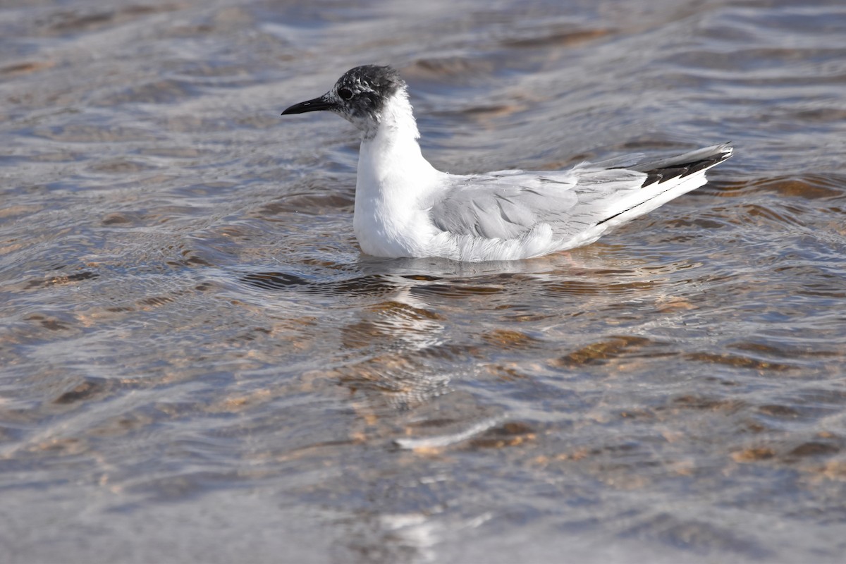 Bonaparte's Gull - ML620286444