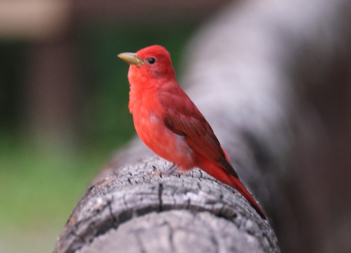 Piranga Roja - ML620286452