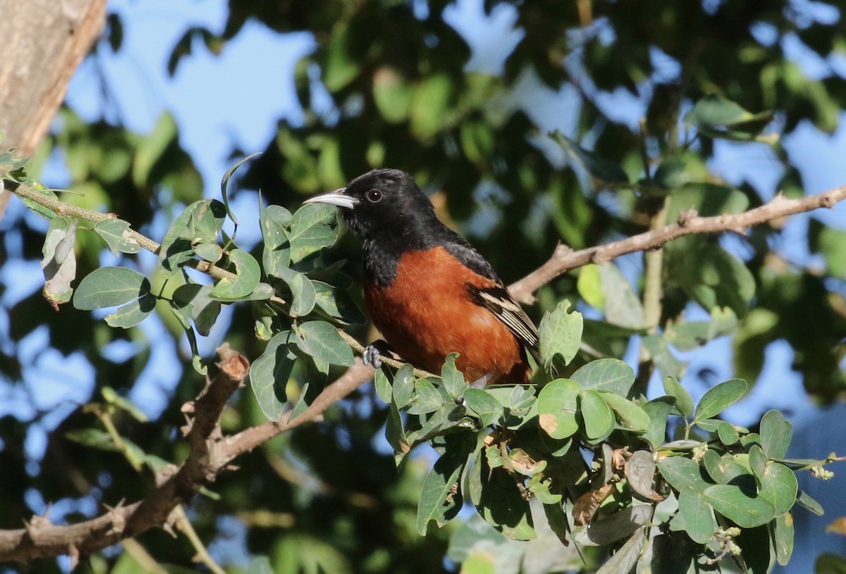 Orchard Oriole - ML620286453