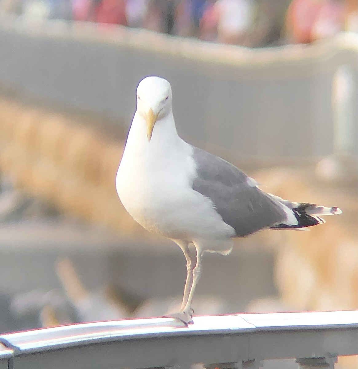 Gaviota Argéntea (americana) - ML620286454