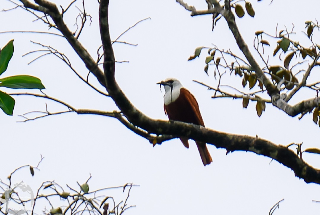 Three-wattled Bellbird - ML620286456