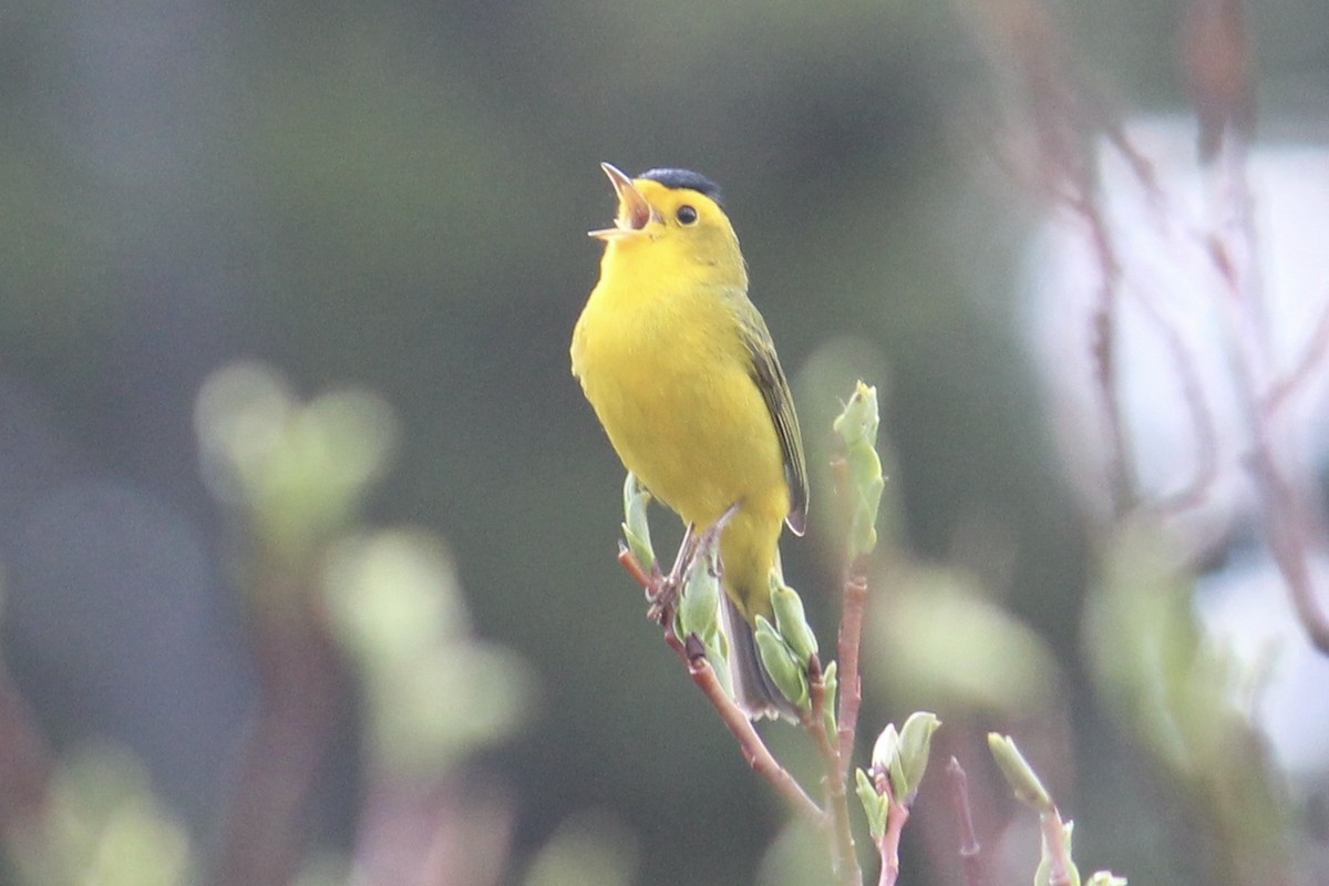 Wilson's Warbler - ML620286458