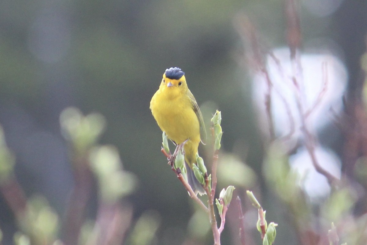 Wilson's Warbler - ML620286459