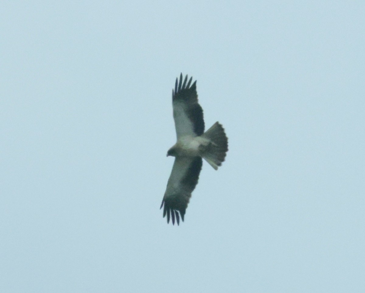 Booted Eagle - ML620286460