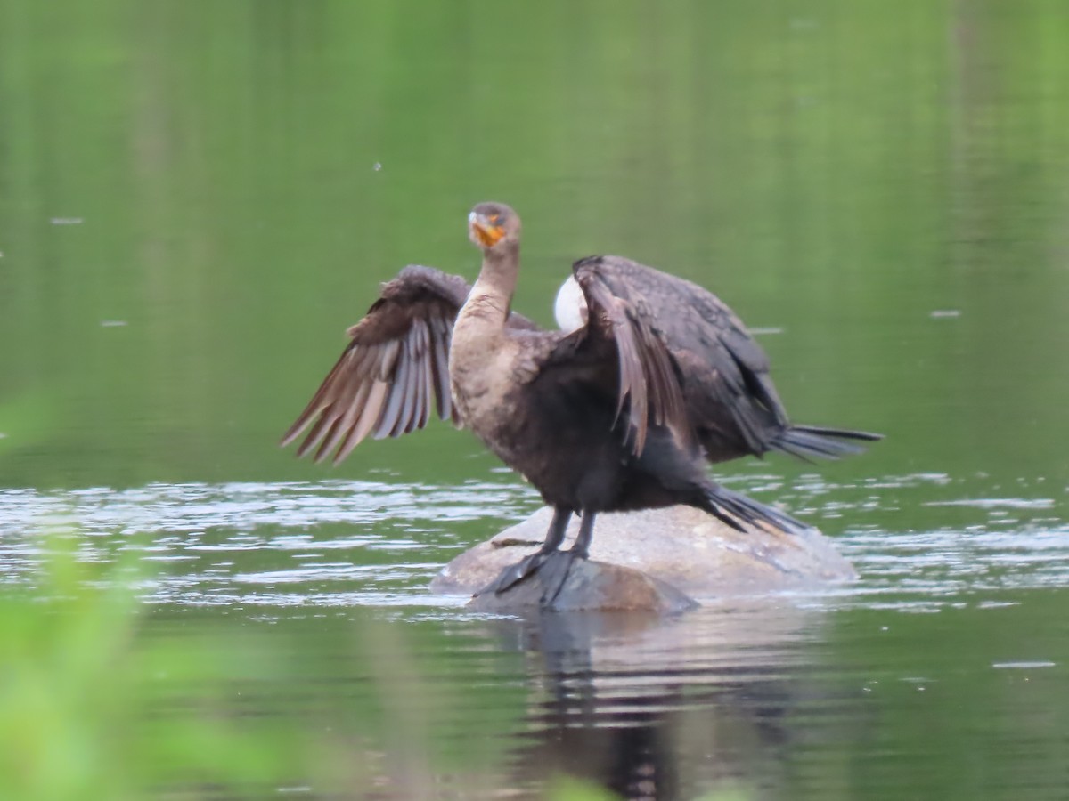 Cormoran à aigrettes - ML620286462