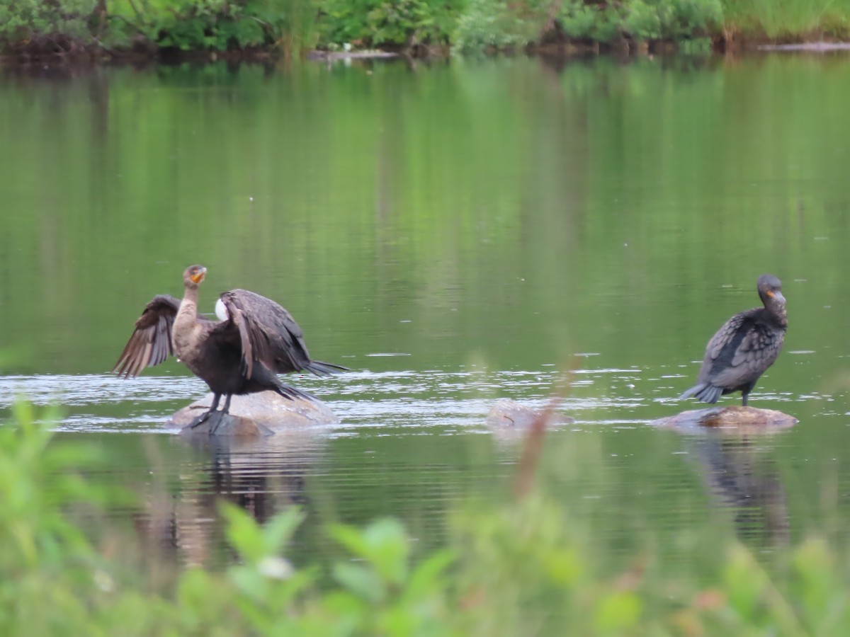 Double-crested Cormorant - ML620286463