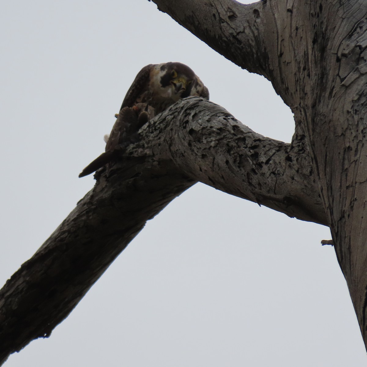 Peregrine Falcon - ML620286464