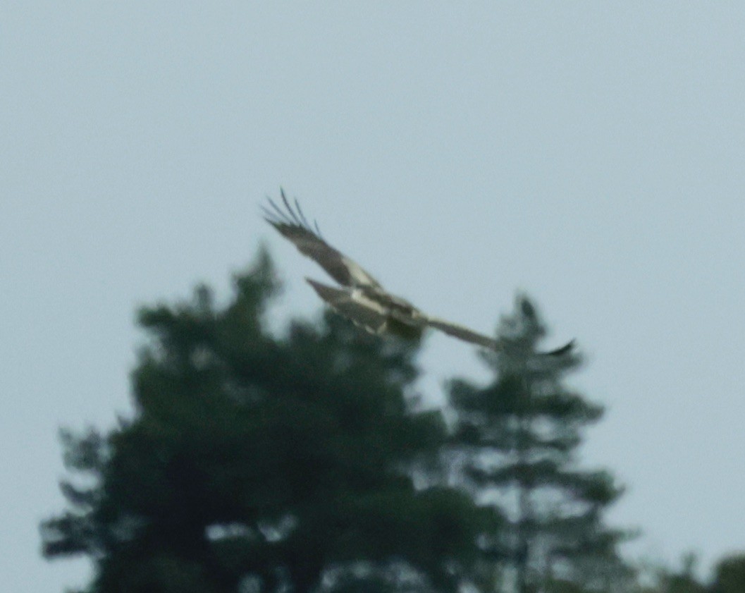 Booted Eagle - ML620286465