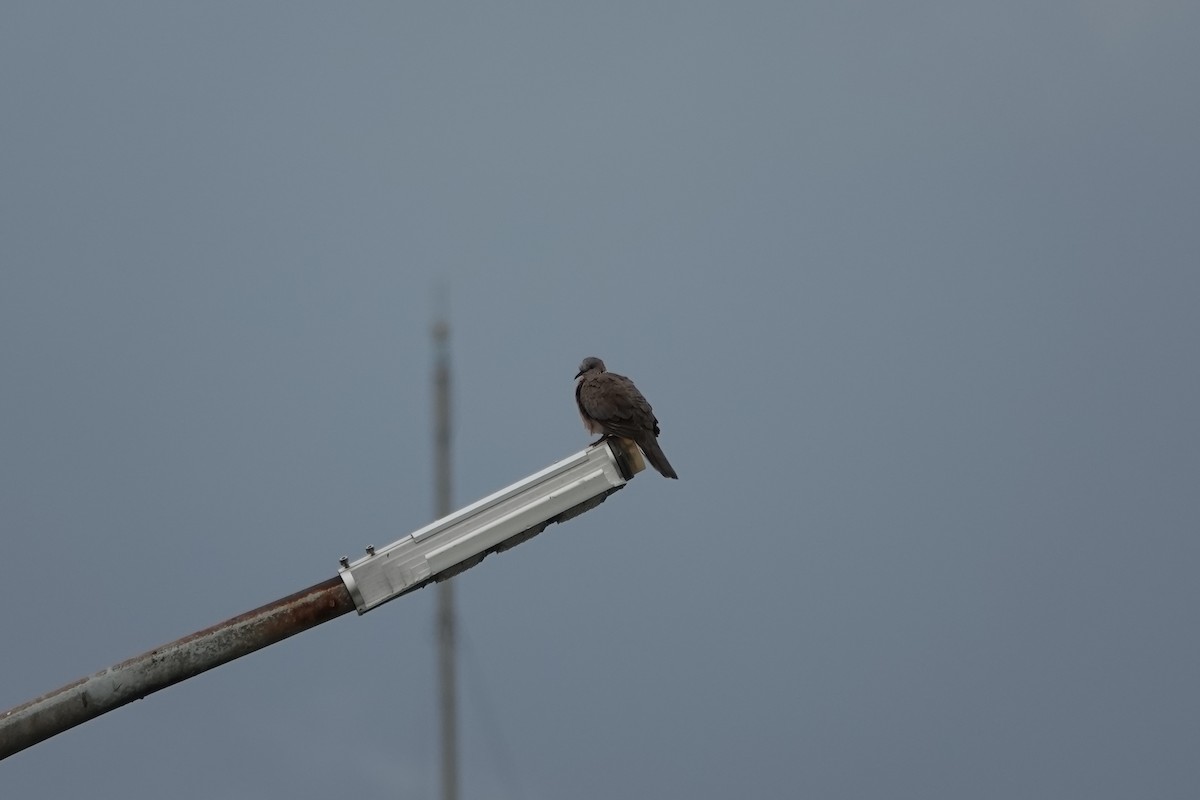 Spotted Dove - ML620286470