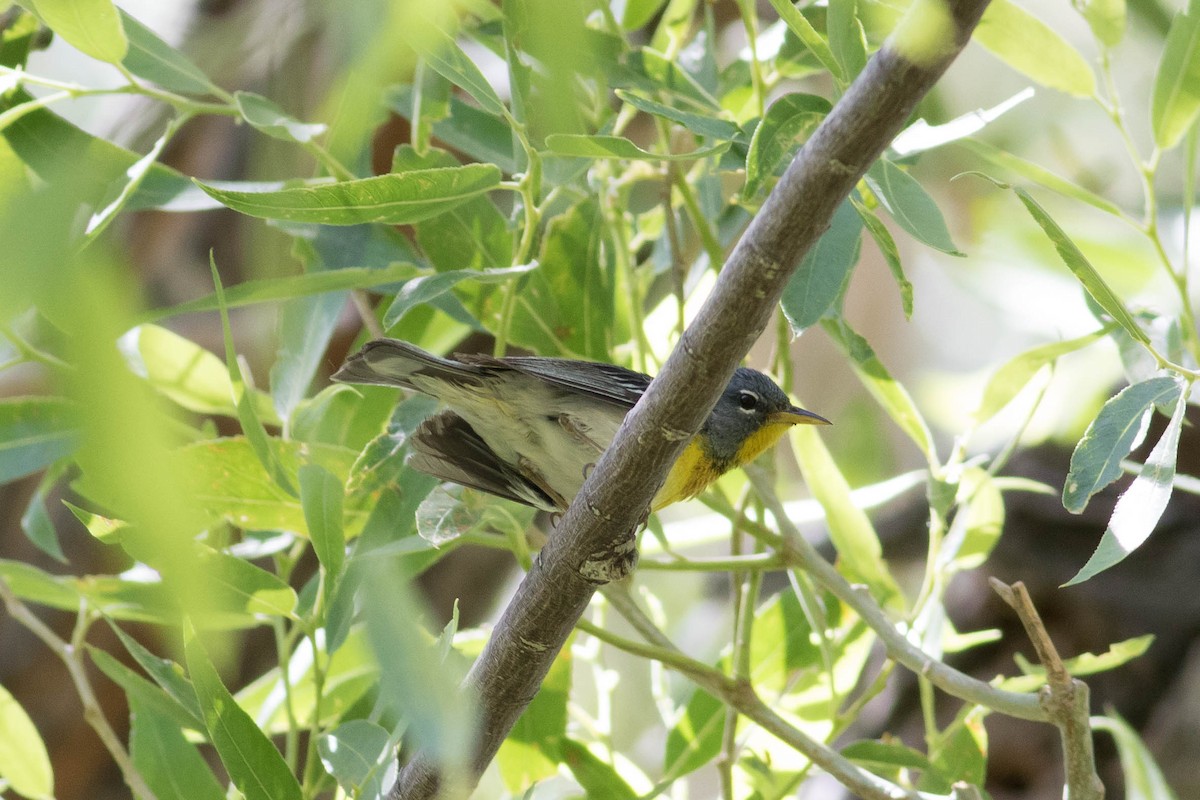 Northern Parula - ML620286477