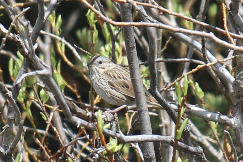 Lincoln's Sparrow - ML620286480