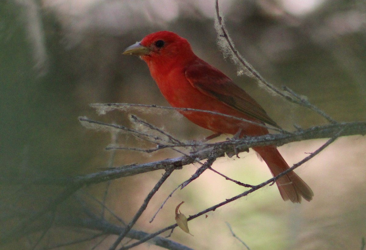 Summer Tanager - ML620286481