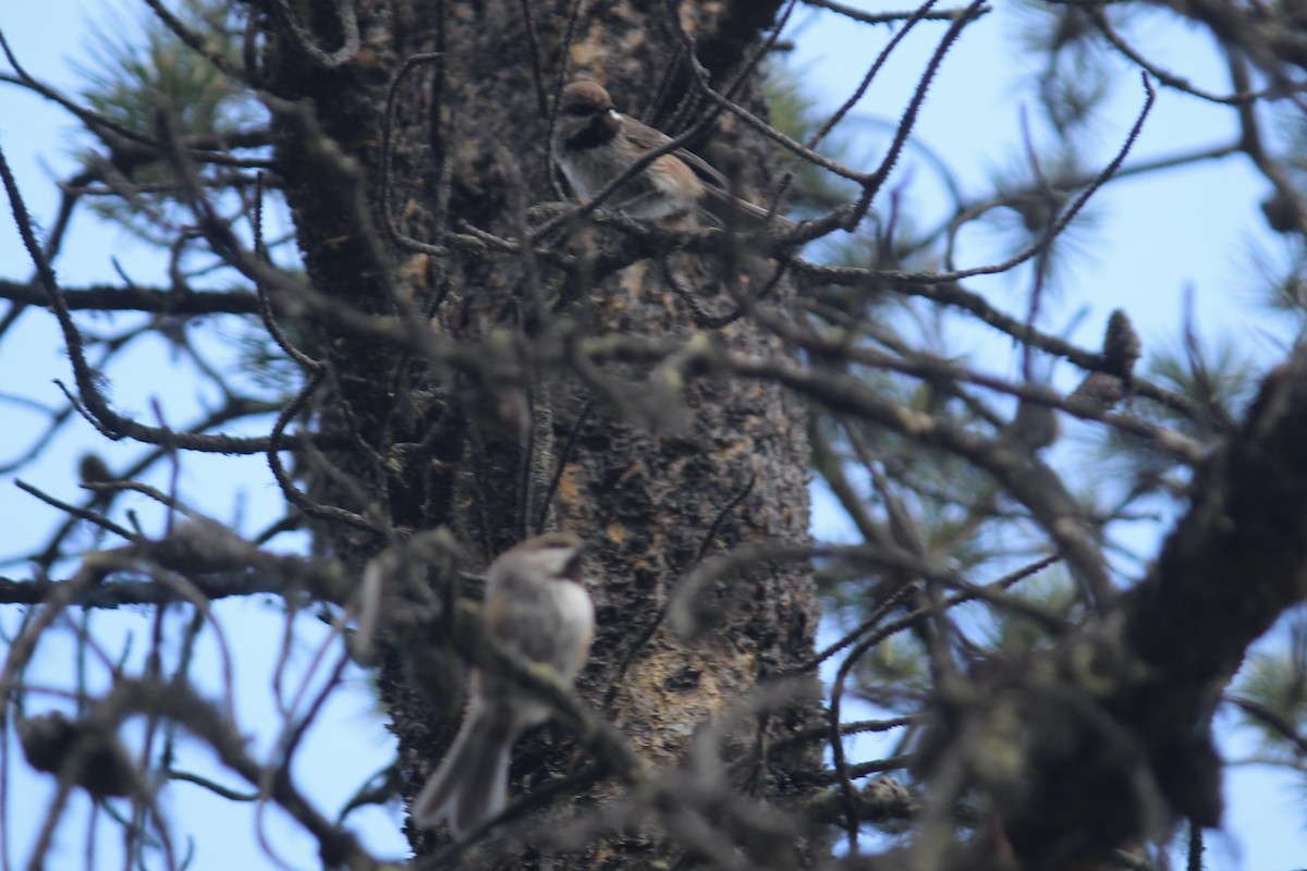 Boreal Chickadee - Quinn Desilets