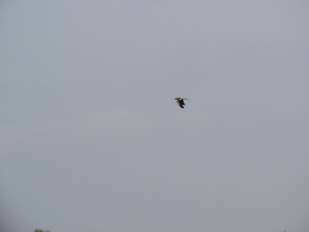 Red-wattled Lapwing - ML620286488