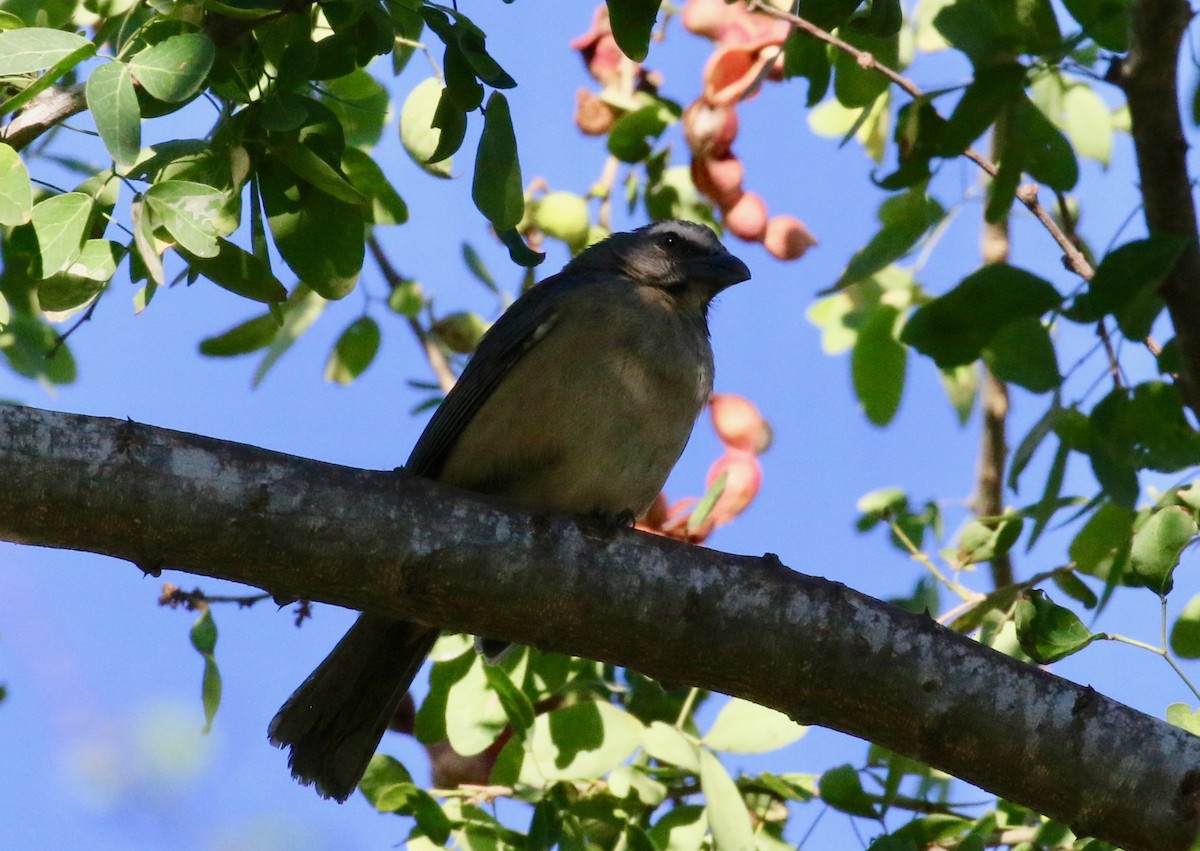 Cinnamon-bellied Saltator - ML620286489