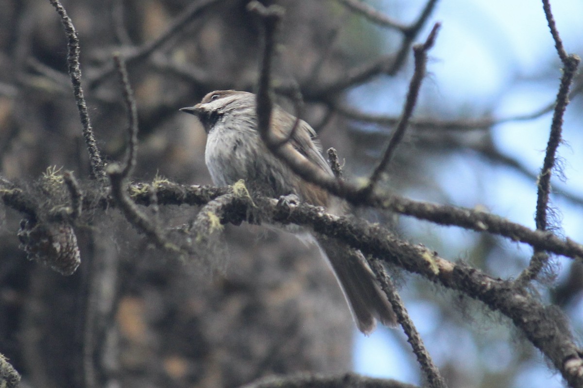 Mésange à tête brune - ML620286490