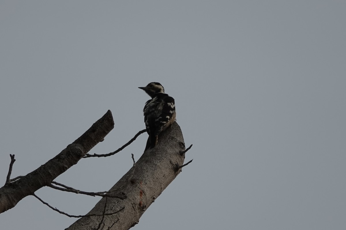 Gray-capped Pygmy Woodpecker - ML620286492