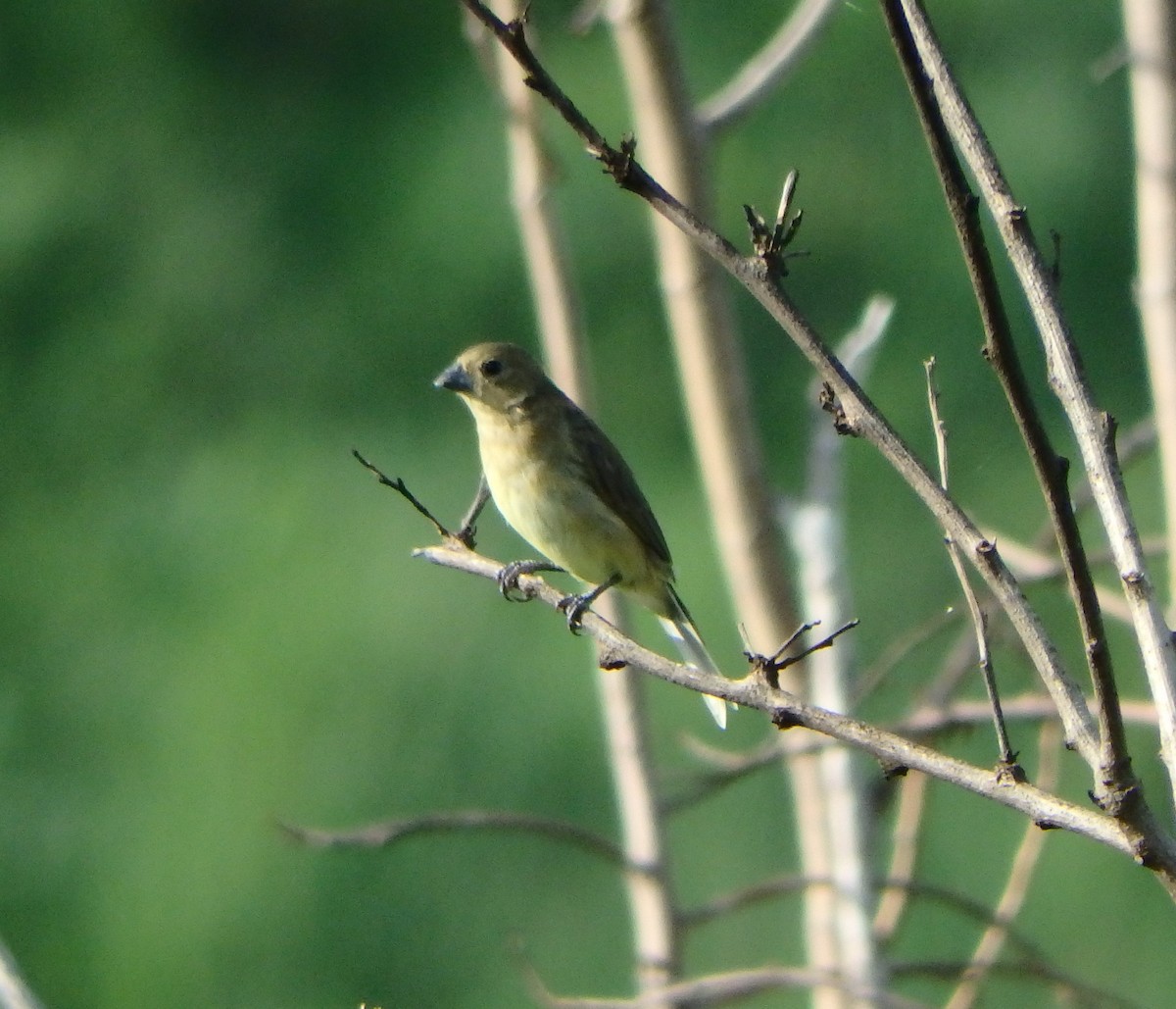 Yellow-bellied Seedeater - ML620286493