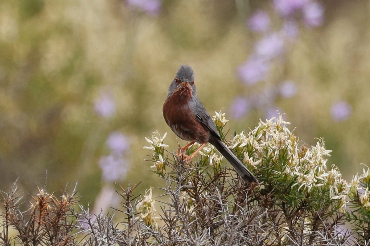 Dartford Warbler - ML620286495