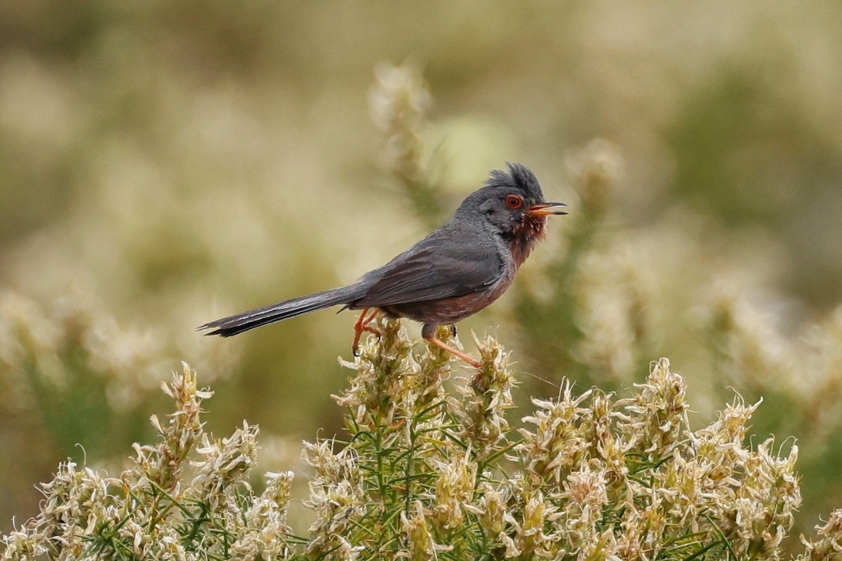 Dartford Warbler - ML620286498