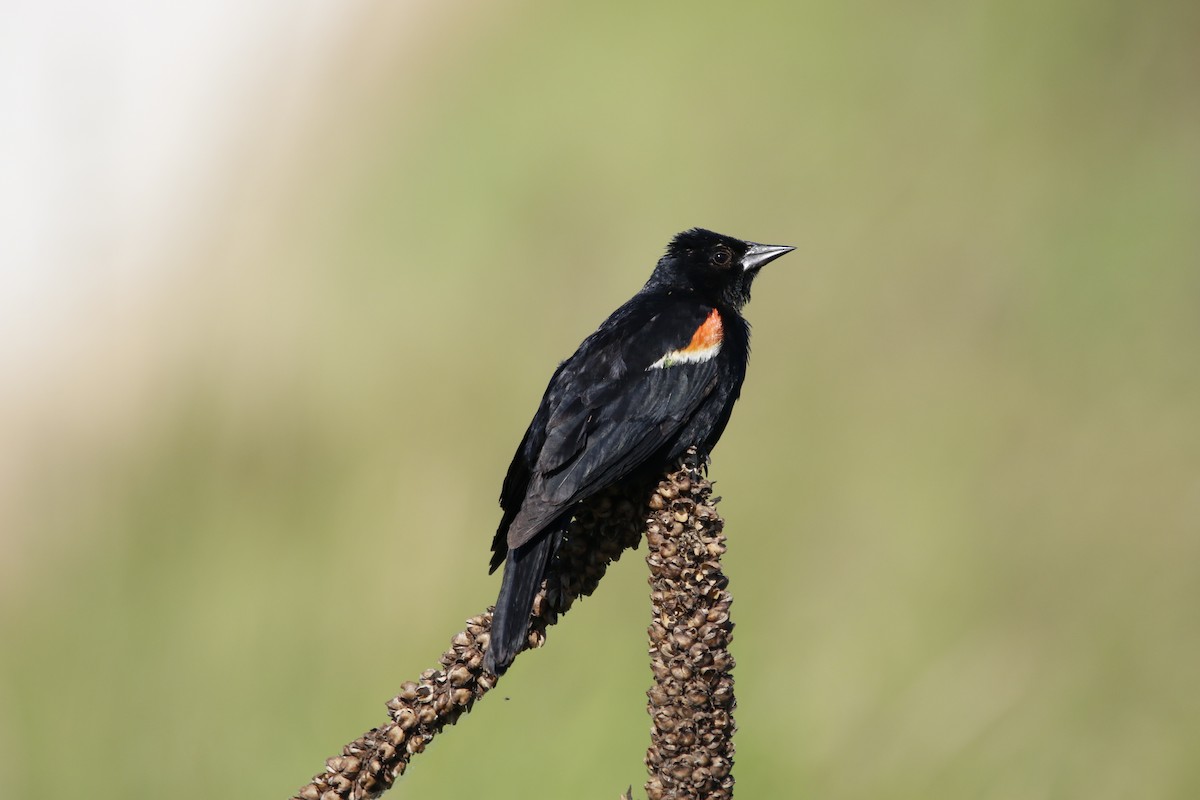 Red-winged Blackbird - ML620286503