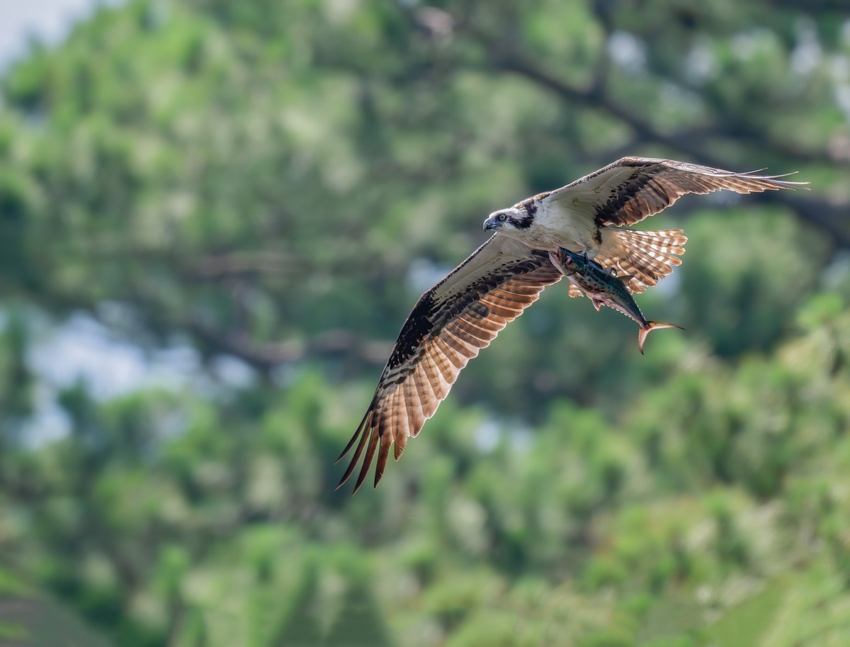 Osprey - ML620286507