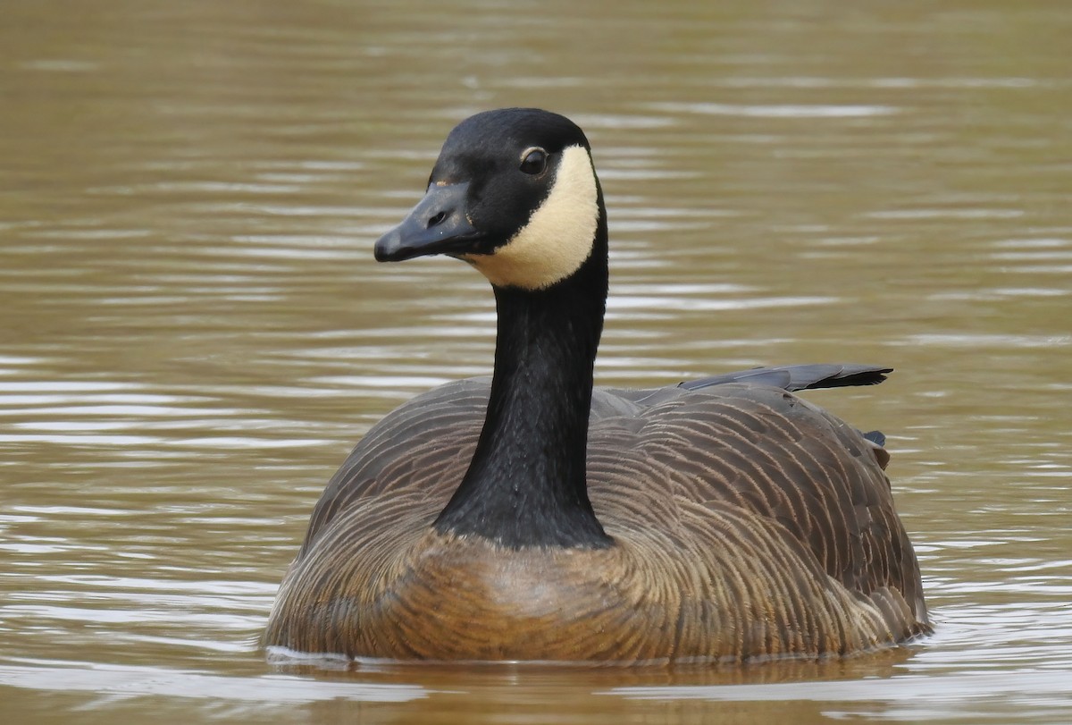 Canada Goose - ML620286524