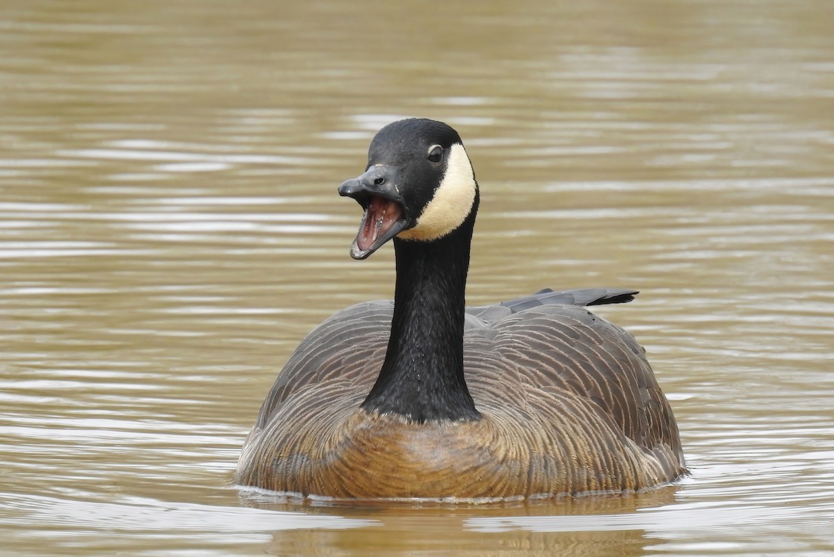 Canada Goose - ML620286525