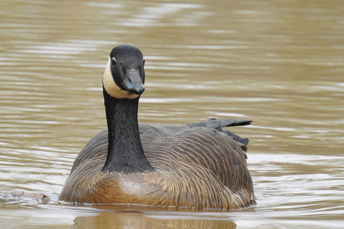 Canada Goose - ML620286526