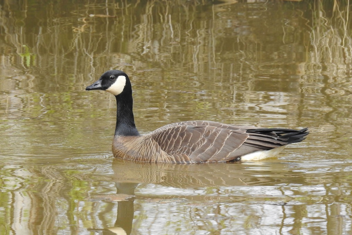 Kanadako branta - ML620286528