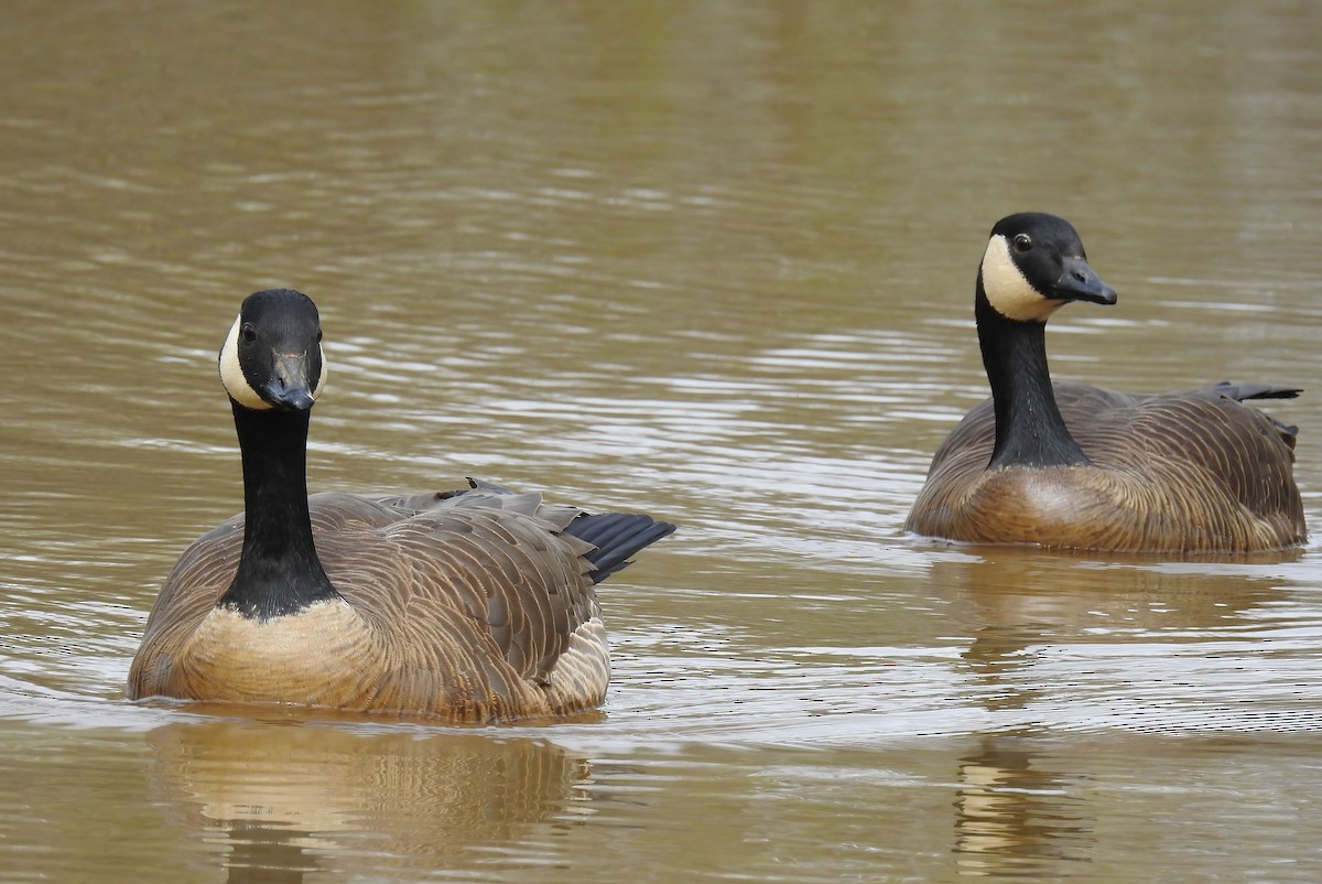 Canada Goose - ML620286530