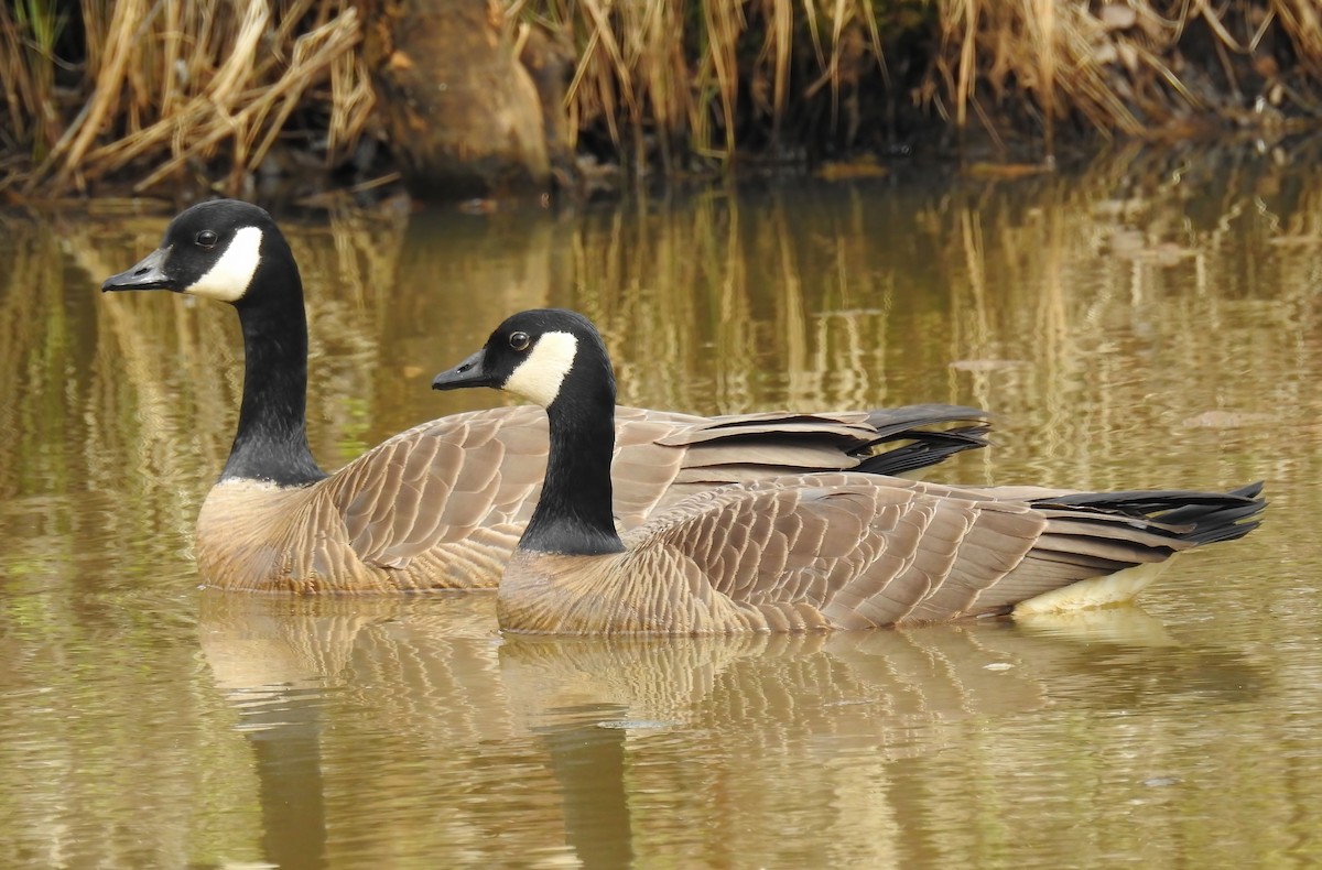 Canada Goose - ML620286532