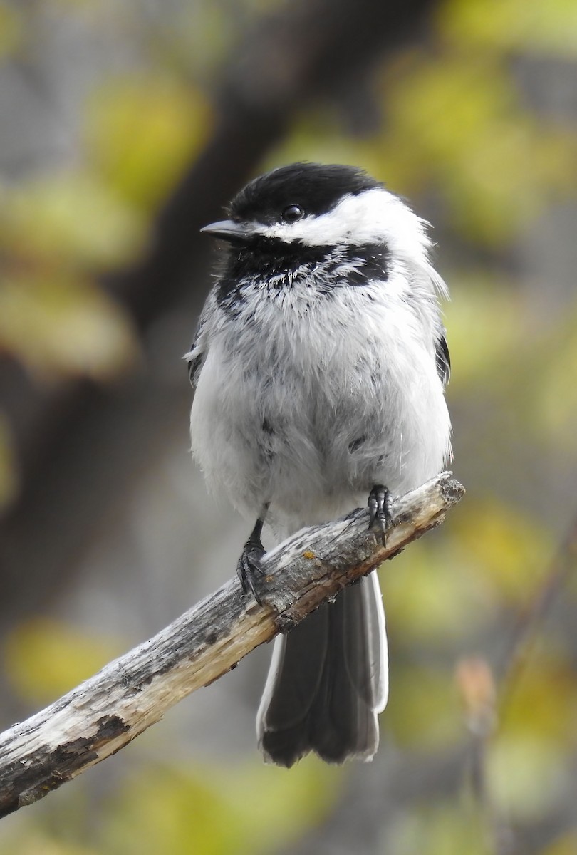 Mésange à tête noire - ML620286536