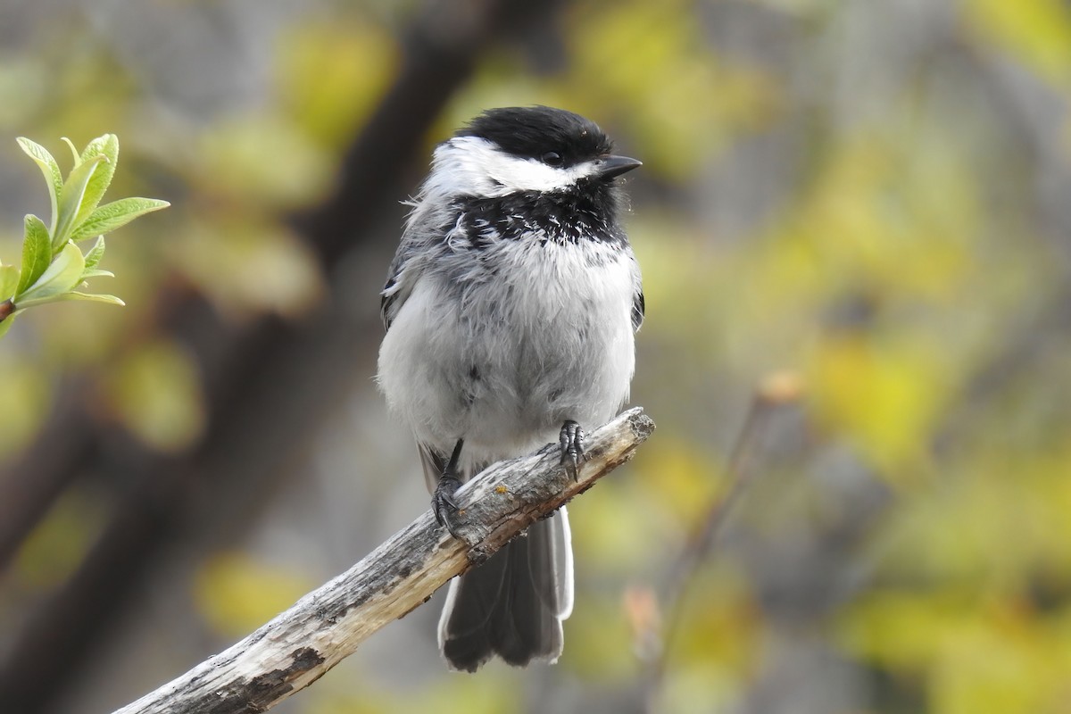 Mésange à tête noire - ML620286538