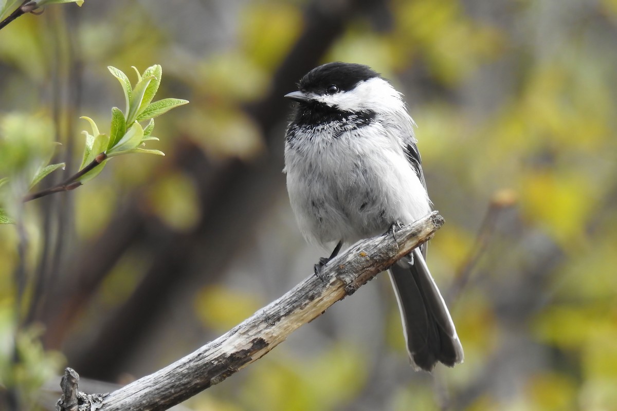 Mésange à tête noire - ML620286540