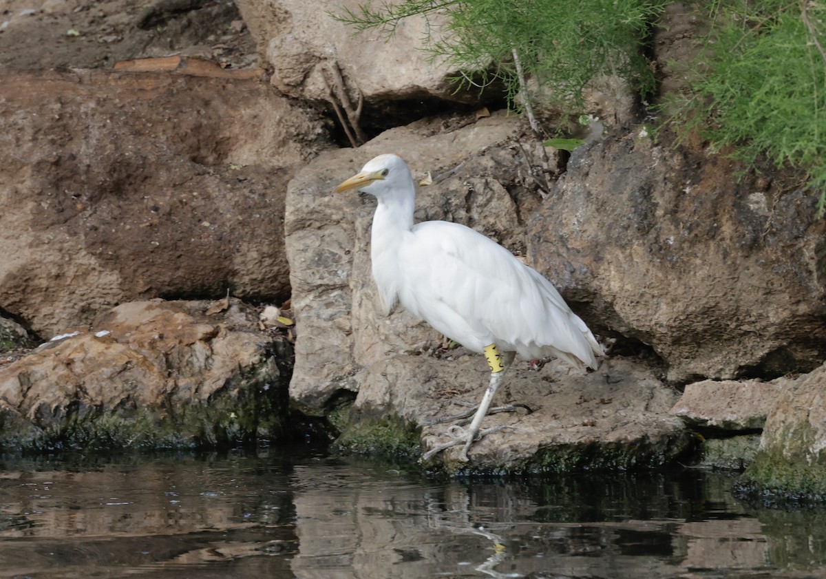 Western Cattle Egret - ML620286541