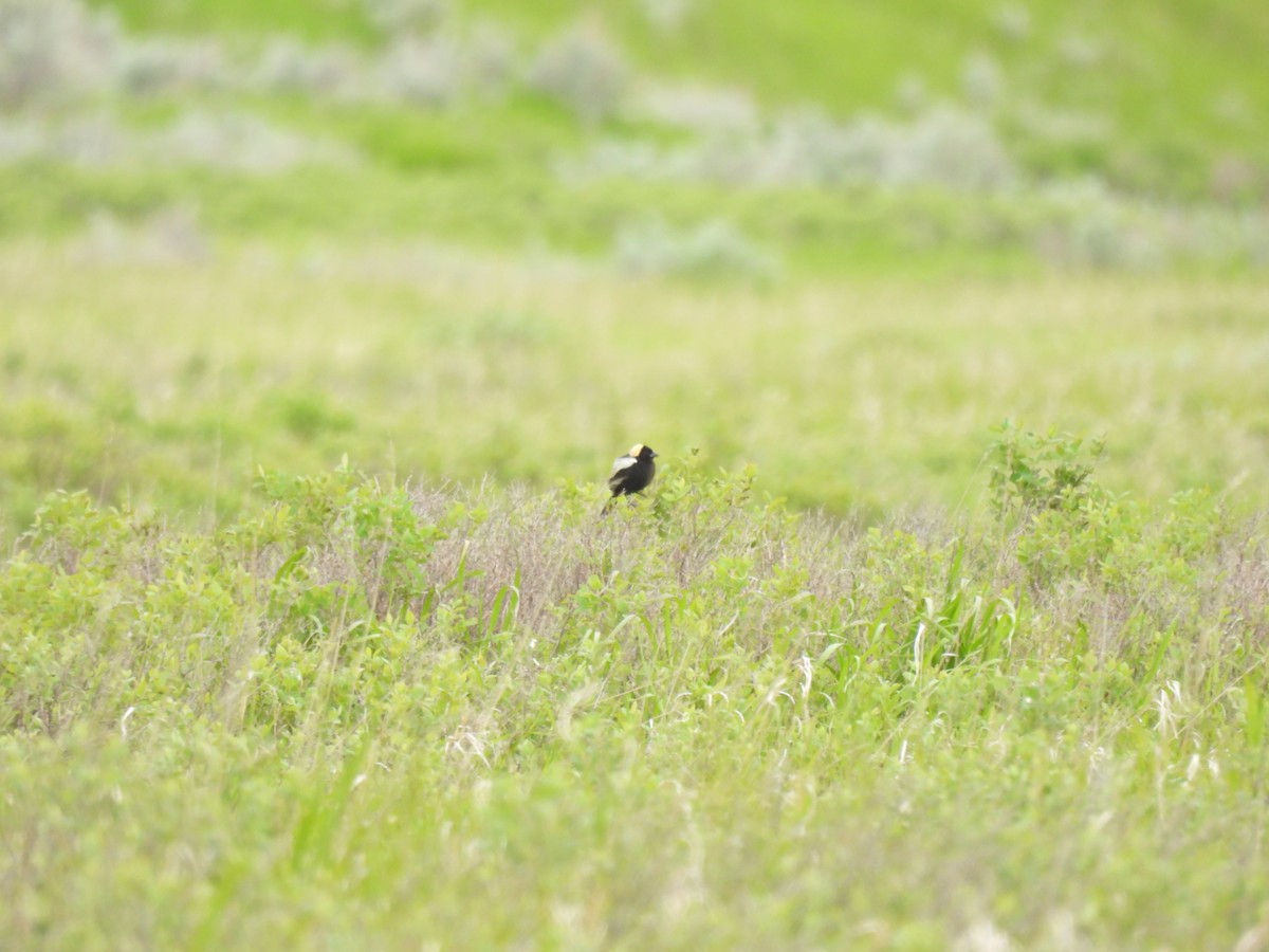 Bobolink - ML620286550