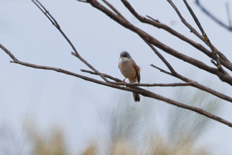 Spectacled Warbler - ML620286556