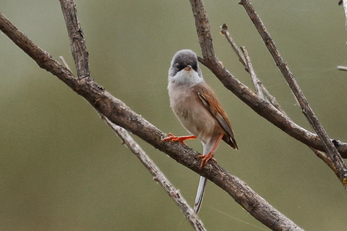 Spectacled Warbler - ML620286557