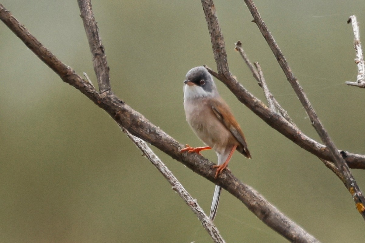 Spectacled Warbler - ML620286558