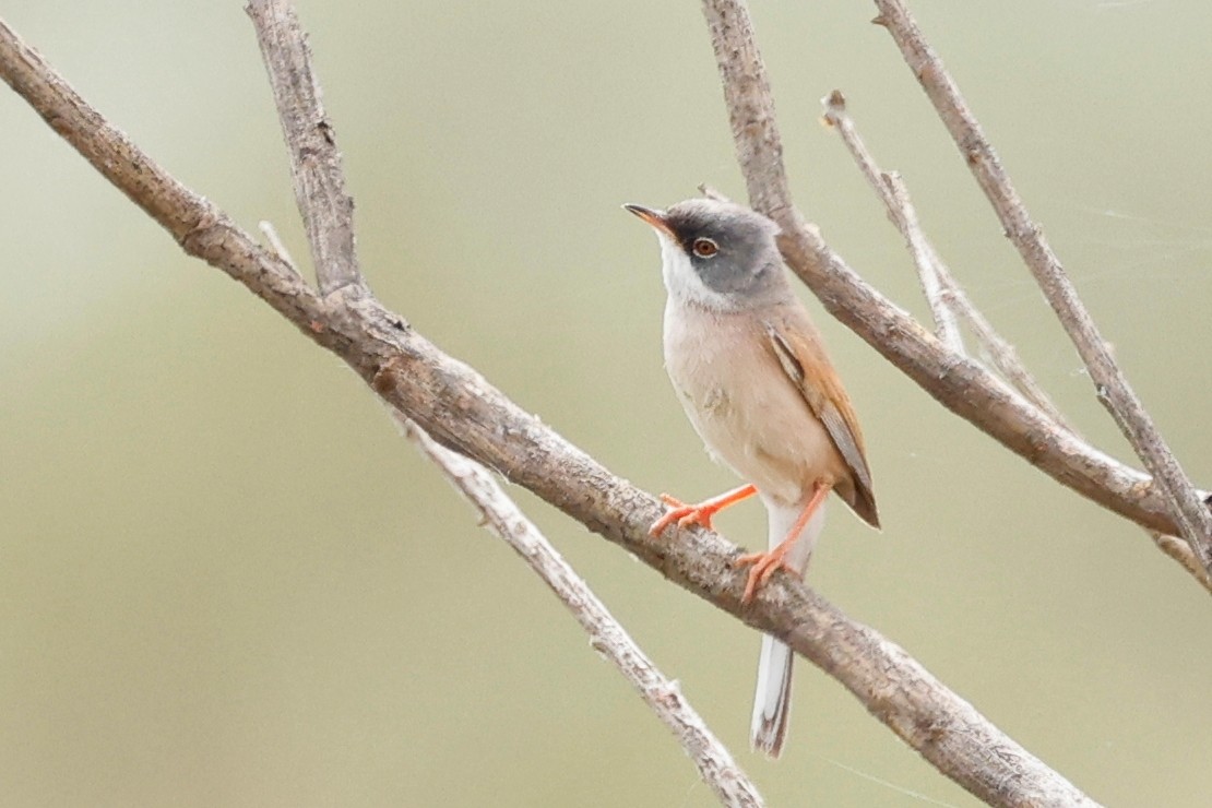 Spectacled Warbler - ML620286559