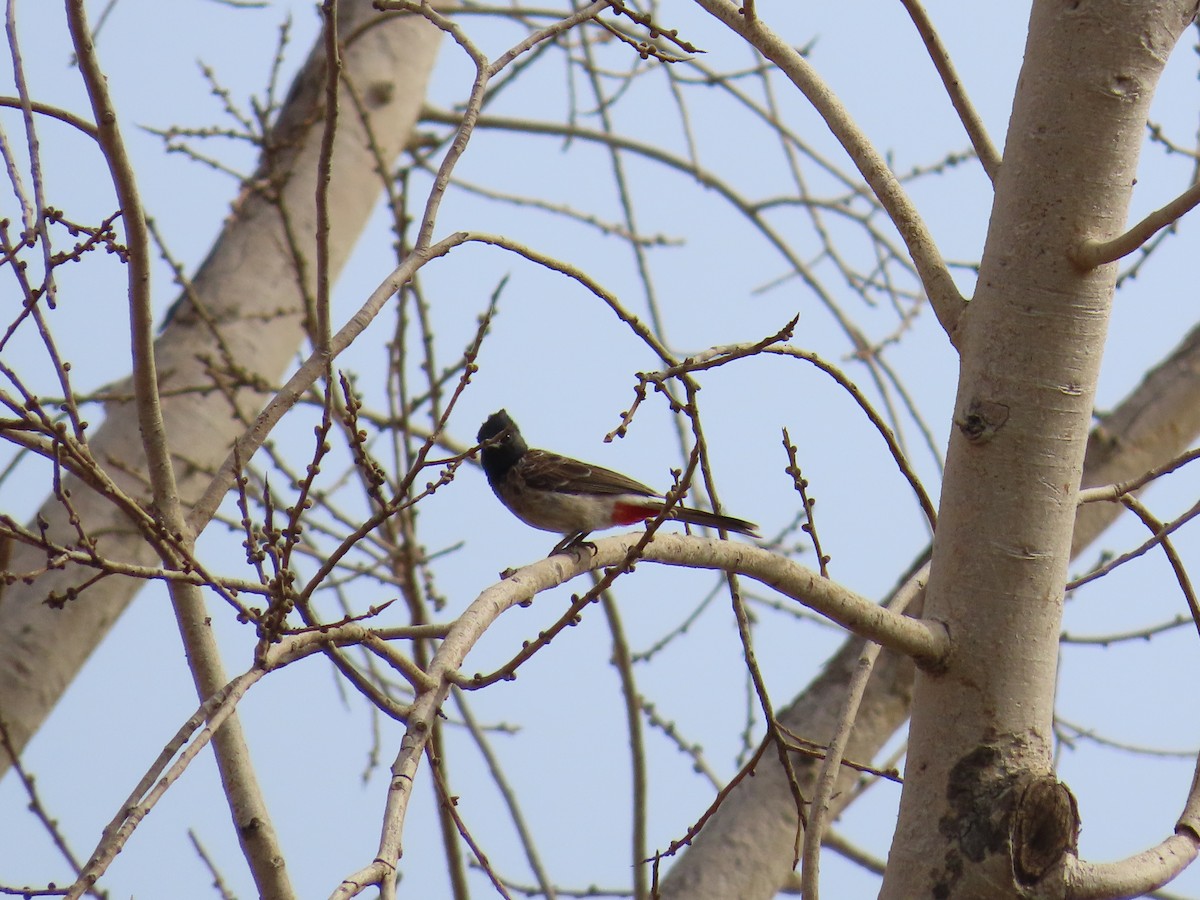 Red-vented Bulbul - ML620286562